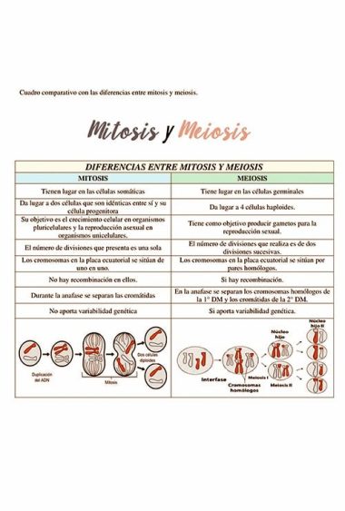 11 Mitosis Armmonias-min